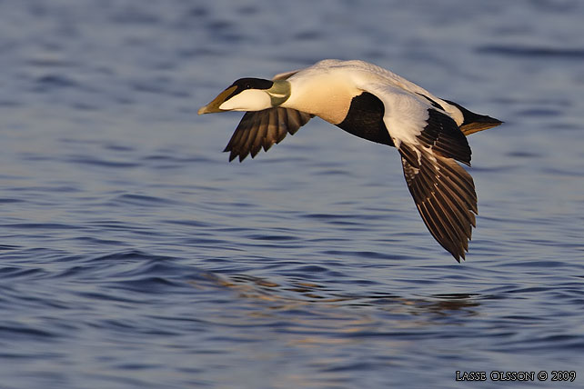 EJDER / COMMON EIDER (Somateria molissima) - stor bild / full size