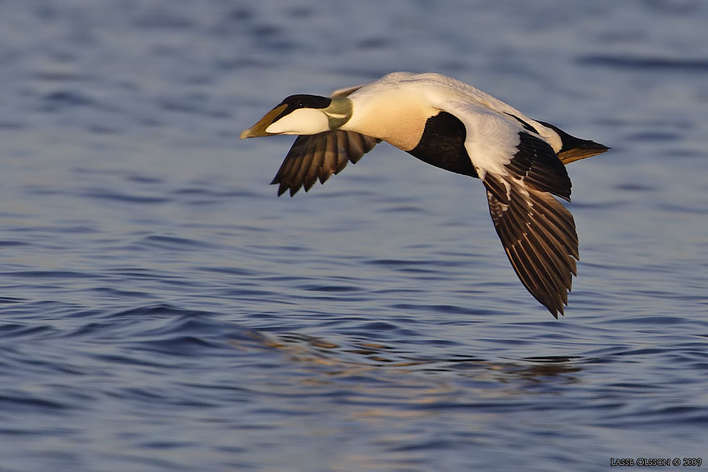 EJDER / COMMON EIDER (Somateria molissima) - Stng / Close