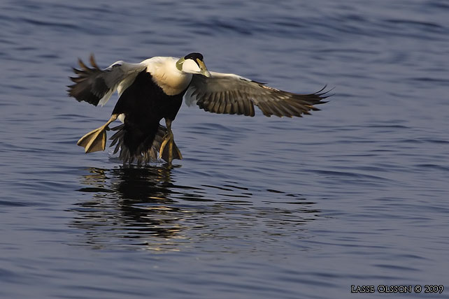 EJDER / COMMON EIDER (Somateria molissima) - stor bild / full size