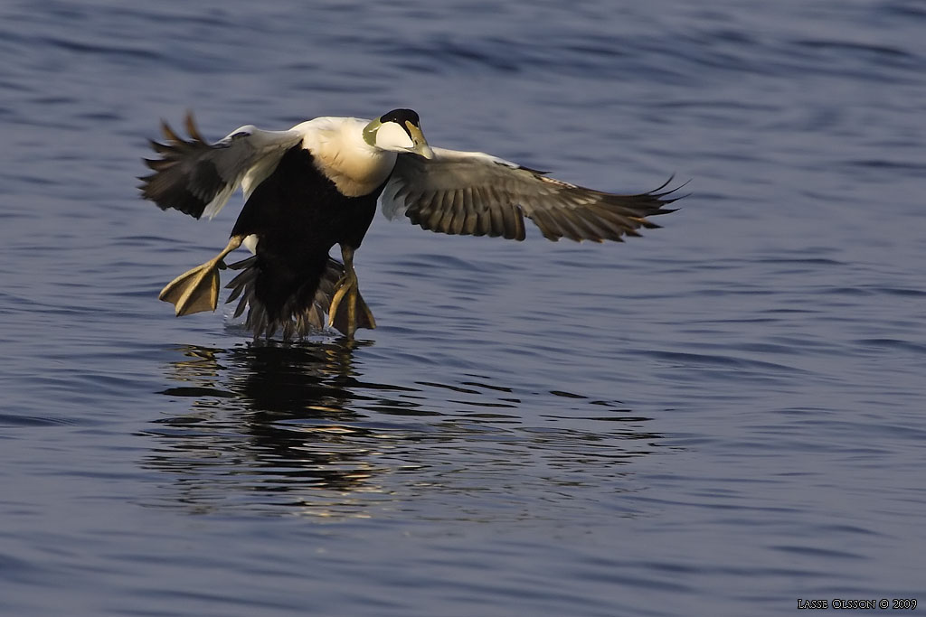 EJDER / COMMON EIDER (Somateria molissima) - Stng / Close