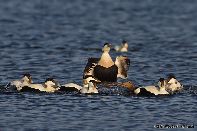 EJDER / COMMON EIDER (Somateria molissima) - stor bild / full size