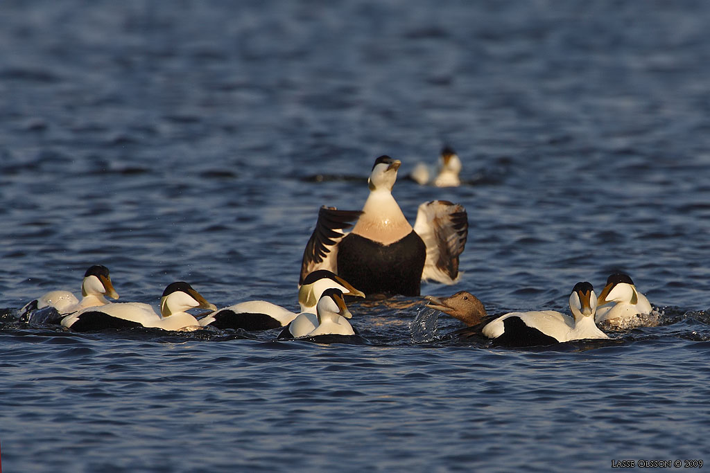 EJDER / COMMON EIDER (Somateria molissima) - Stng / Close