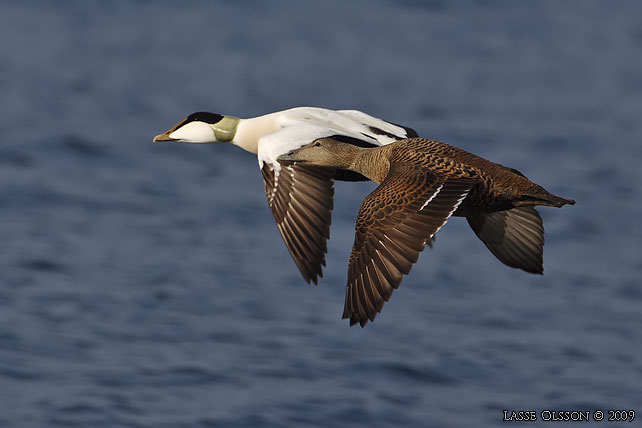 EJDER / COMMON EIDER (Somateria molissima) - stor bild / full size