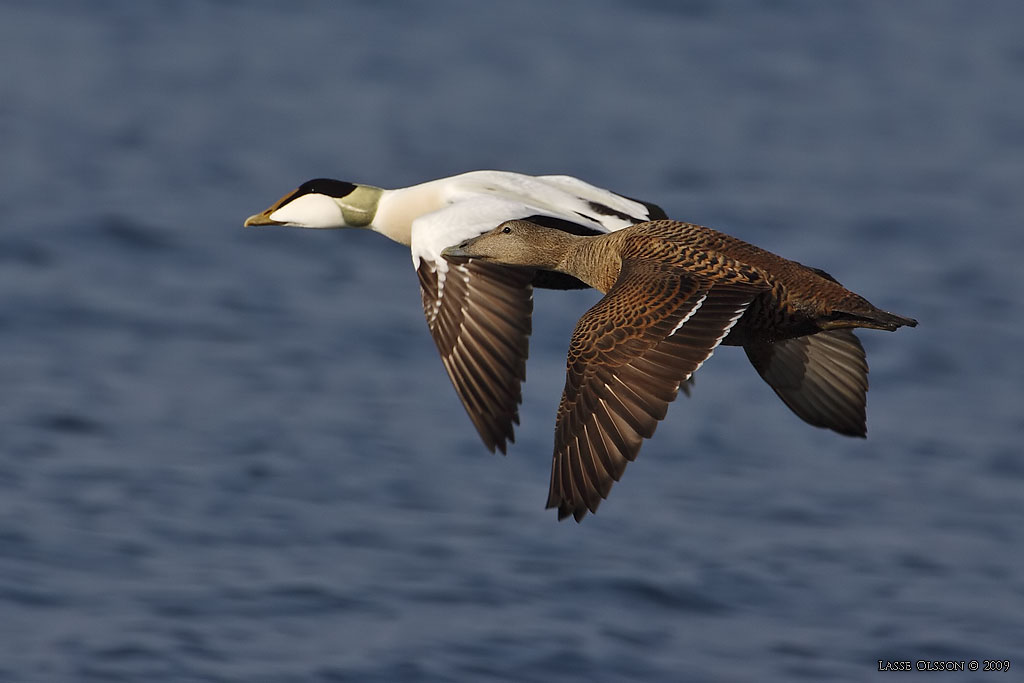 EJDER / COMMON EIDER (Somateria molissima) - Stng / Close