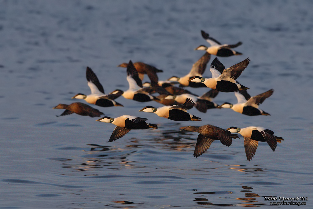 EJDER / COMMON EIDER (Somateria molissima) - Stng / Close