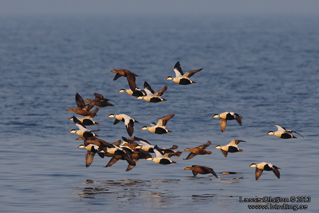 EJDER / COMMON EIDER (Somateria molissima) - stor bild / full size