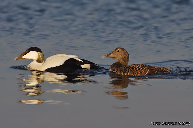 EJDER / COMMON EIDER (Somateria molissima) - stor bild / full size