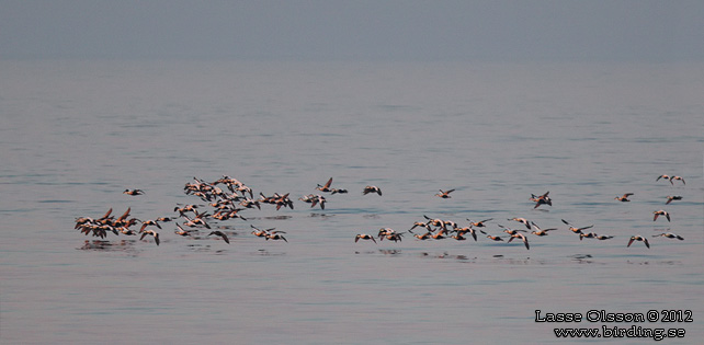 EJDER / COMMON EIDER (Somateria molissima) - stor bild / full size