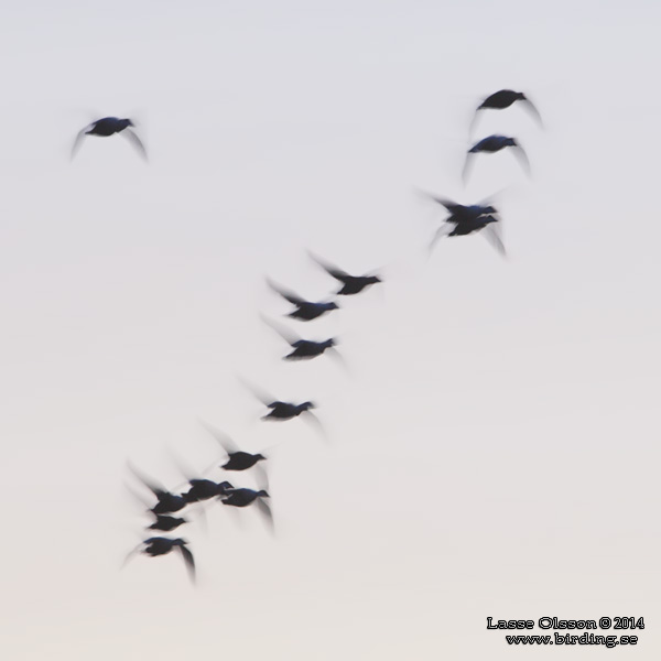 EJDER / COMMON EIDER (Somateria molissima) - stor bild / full size