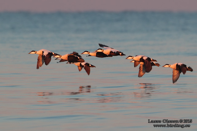 EJDER / COMMON EIDER (Somateria molissima) - stor bild / full size