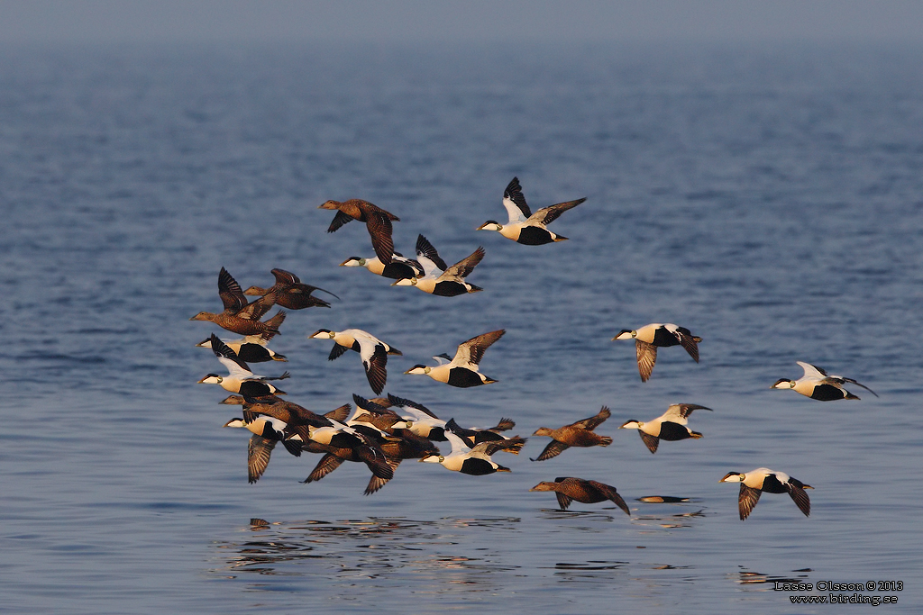 EJDER / COMMON EIDER (Somateria molissima) - Stng / Close