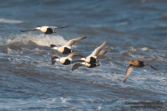 EJDER / COMMON EIDER (Somateria molissima) - stor bild / full size