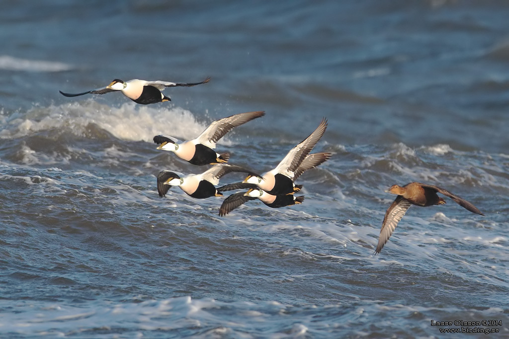 EJDER / COMMON EIDER (Somateria molissima) - Stng / Close