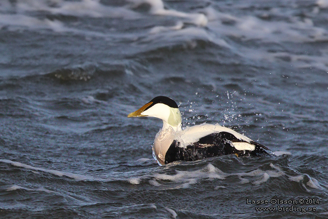 EJDER / COMMON EIDER (Somateria molissima) - stor bild / full size