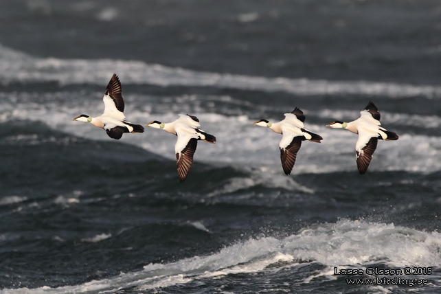 EJDER / COMMON EIDER (Somateria molissima) - stor bild / full size