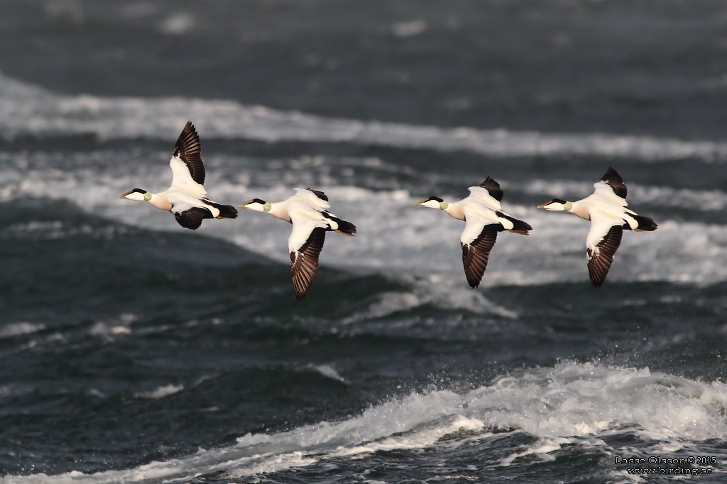 EJDER / COMMON EIDER (Somateria molissima) - Stng / Close