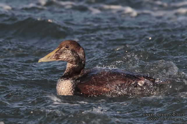 EJDER / COMMON EIDER (Somateria molissima) - stor bild / full size