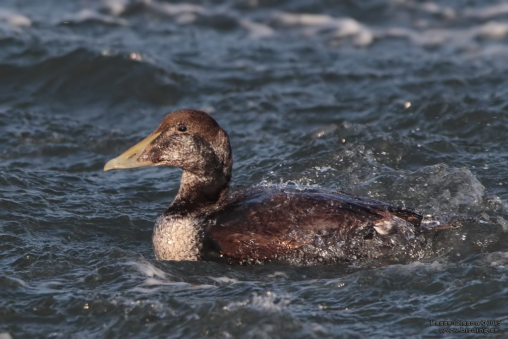 EJDER / COMMON EIDER (Somateria molissima) - Stng / Close