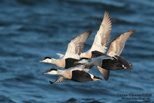 EJDER / COMMON EIDER (Somateria molissima) - stor bild / full size