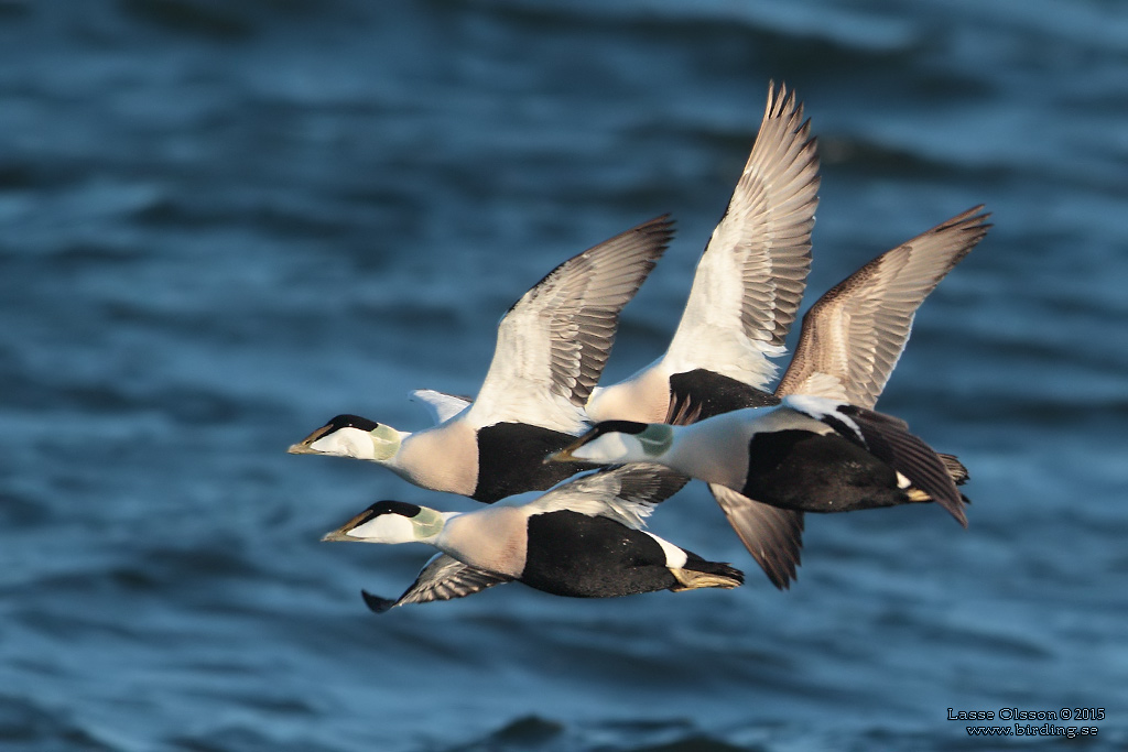 EJDER / COMMON EIDER (Somateria molissima) - Stng / Close