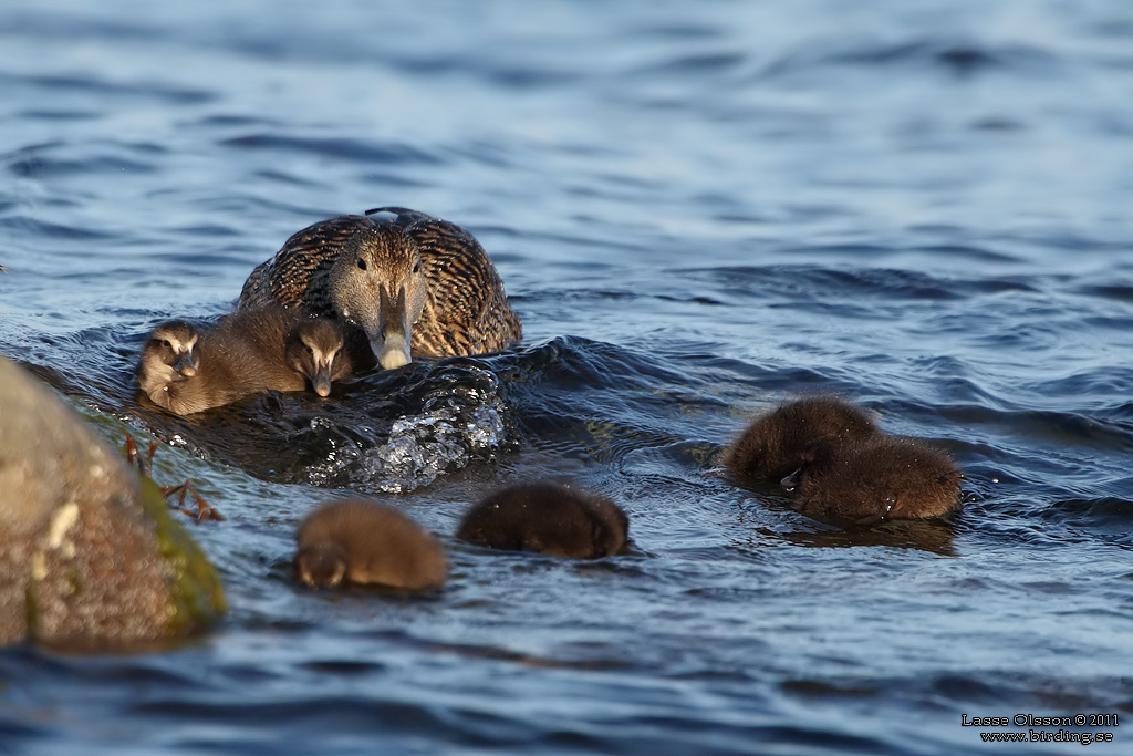 EJDER / COMMON EIDER (Somateria molissima) - Stng / Close