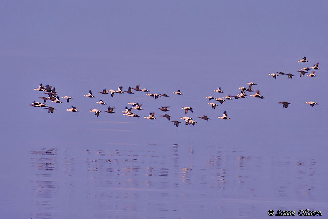 EJDER / COMMON EIDER (Somateria molissima)