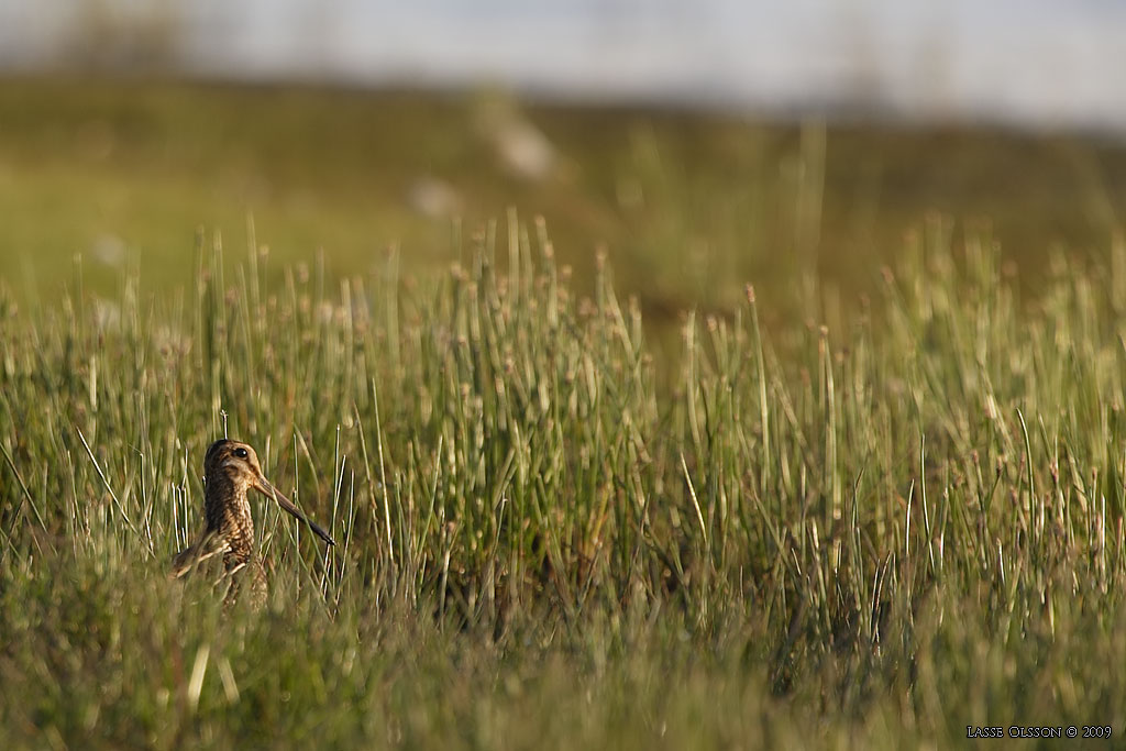 ENKELBECKASIN / COMMON SNIPE (Gallinago gallinago) - Stng / Close