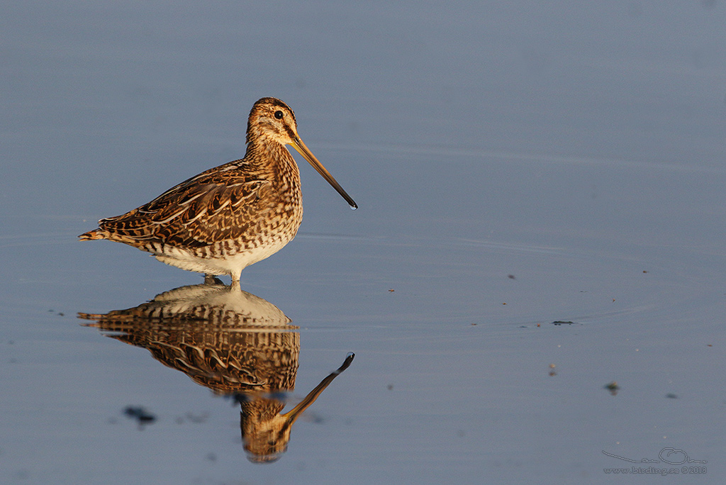 ENKELBECKASIN / COMMON SNIPE (Gallinago gallinago) - Stng / Close