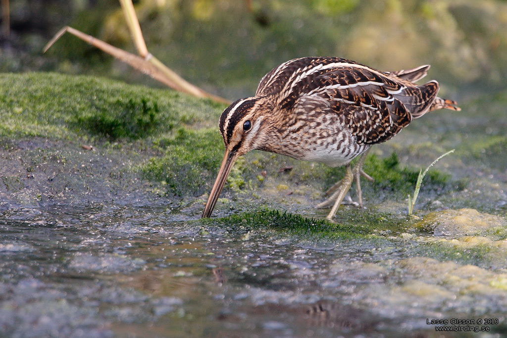 ENKELBECKASIN / COMMON SNIPE (Gallinago gallinago) - Stng / Close