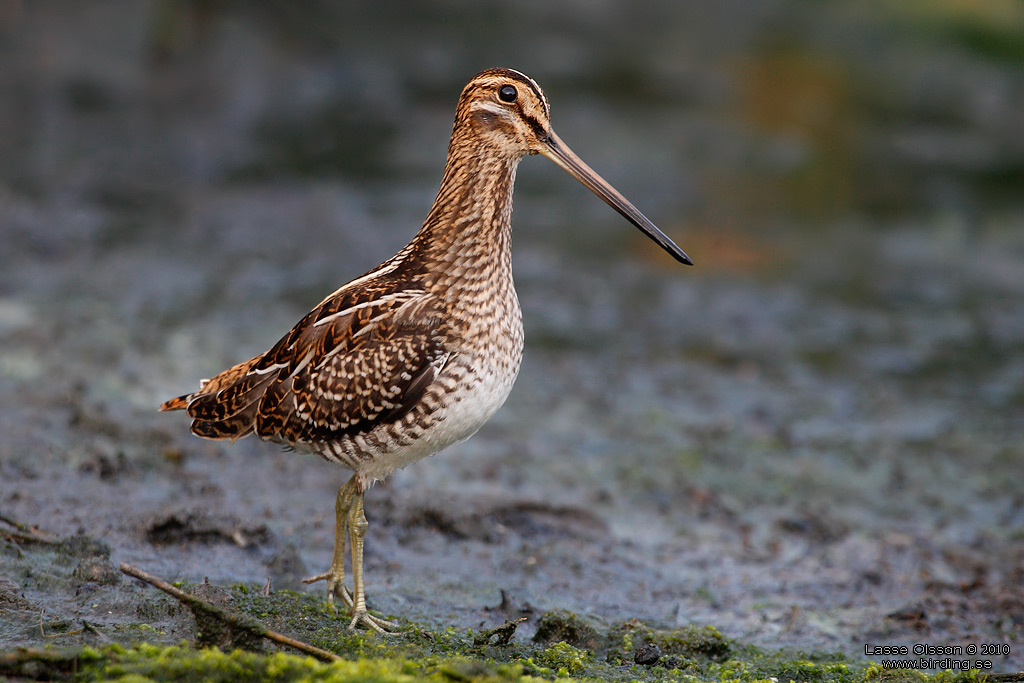 ENKELBECKASIN / COMMON SNIPE (Gallinago gallinago) - Stng / Close