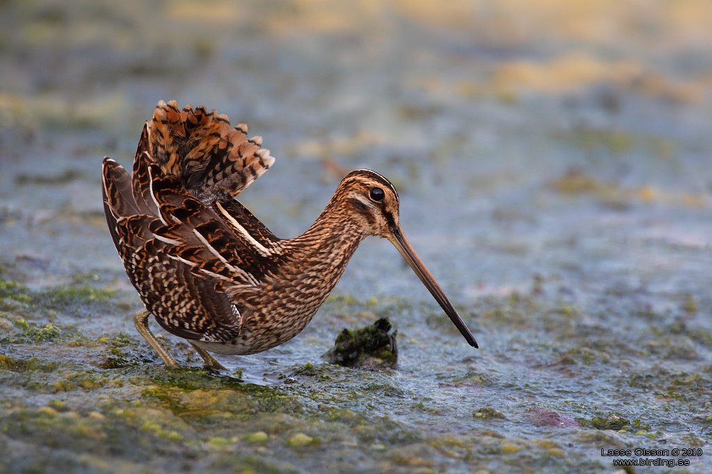 ENKELBECKASIN / COMMON SNIPE (Gallinago gallinago) - Stng / Close