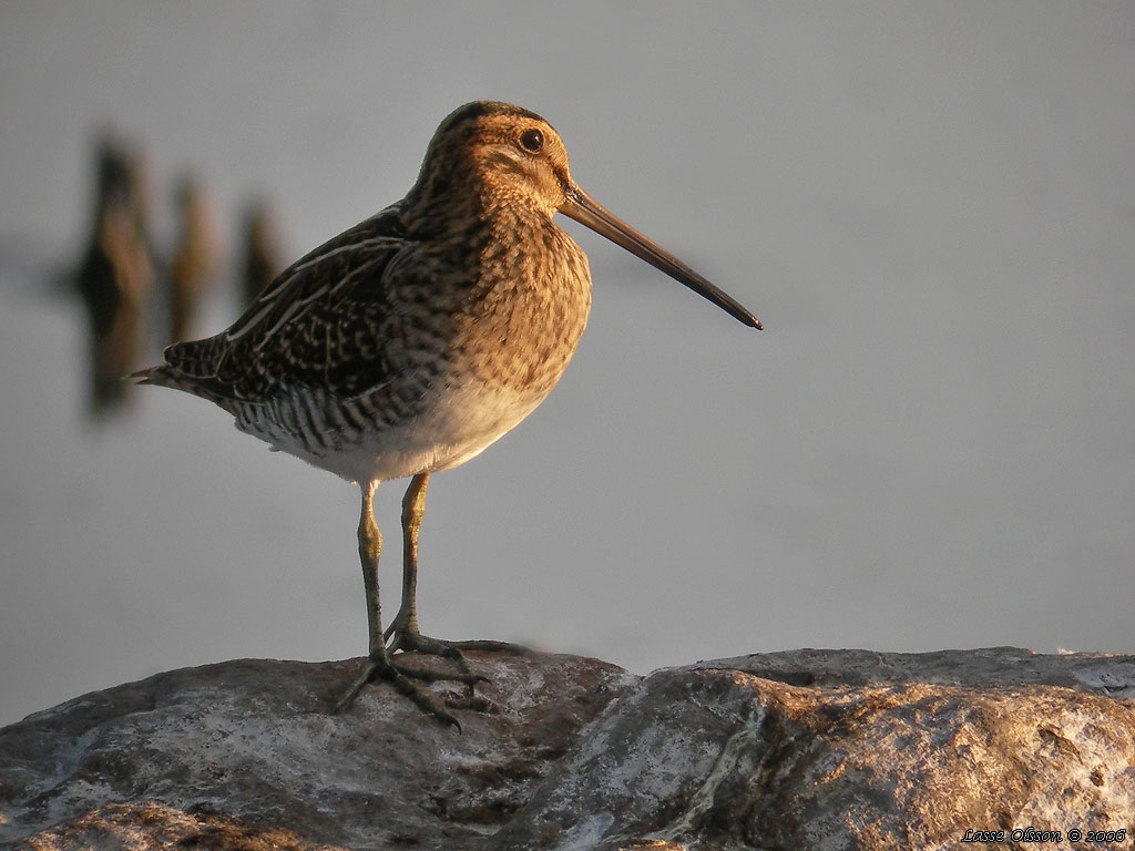 ENKELBECKASIN / COMMON SNIPE (Gallinago gallinago) - Stng / Close