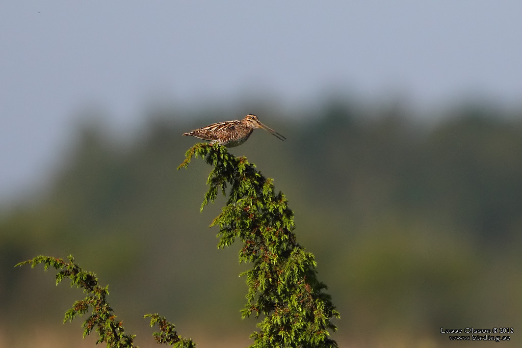 ENKELBECKASIN / COMMON SNIPE (Gallinago gallinago) - Stng / Close