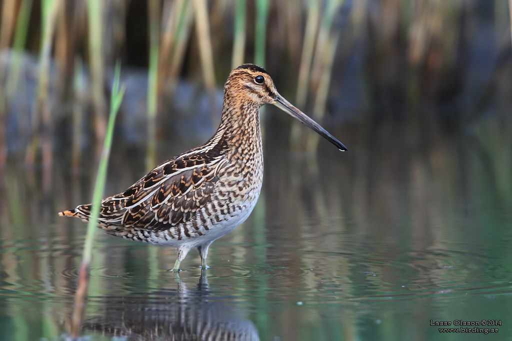 ENKELBECKASIN / COMMON SNIPE (Gallinago gallinago) - Stng / Close