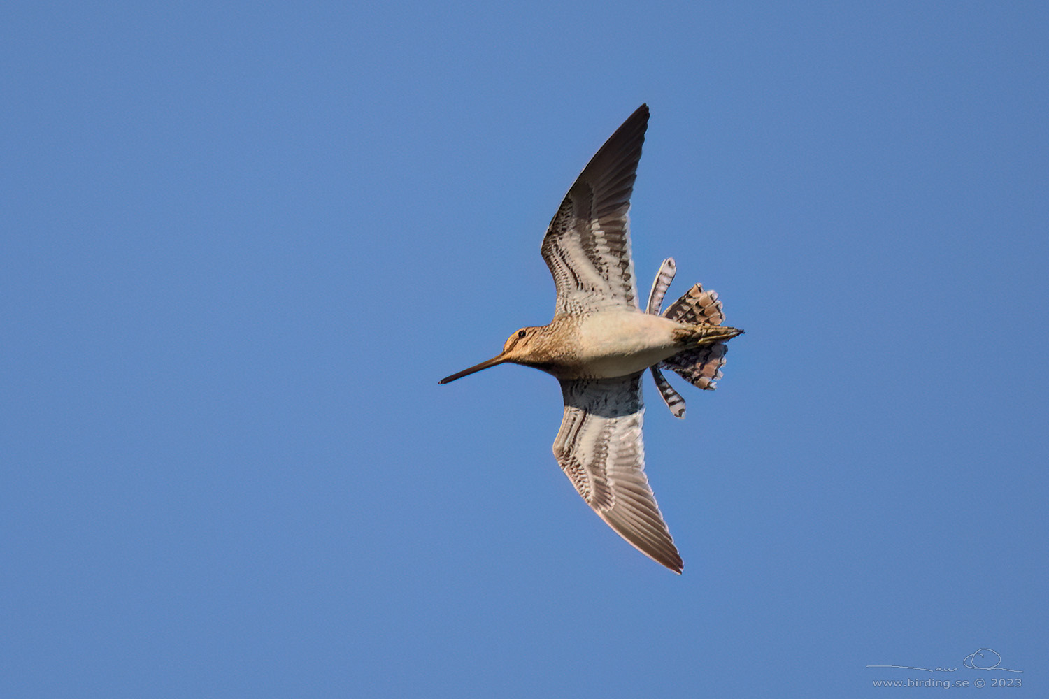 ENKELBECKASIN / COMMON SNIPE (Gallinago gallinago) - Stng / Close