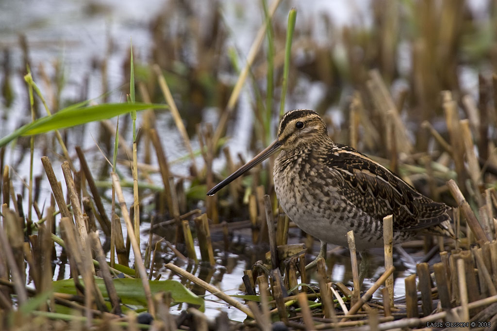 ENKELBECKASIN / COMMON SNIPE (Gallinago gallinago) - Stng / Close