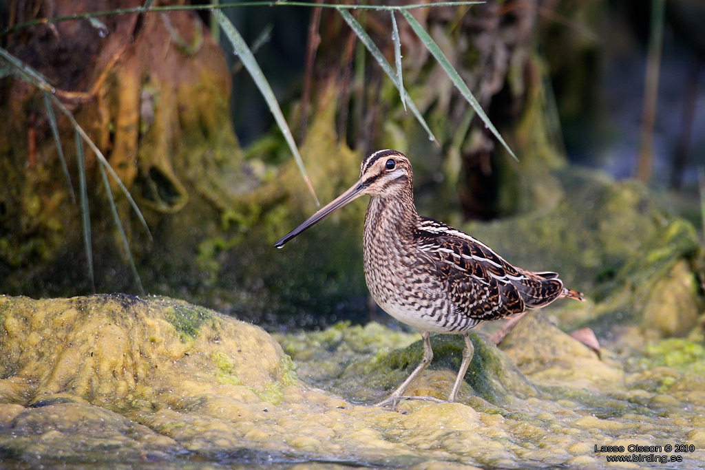 ENKELBECKASIN / COMMON SNIPE (Gallinago gallinago) - Stng / Close