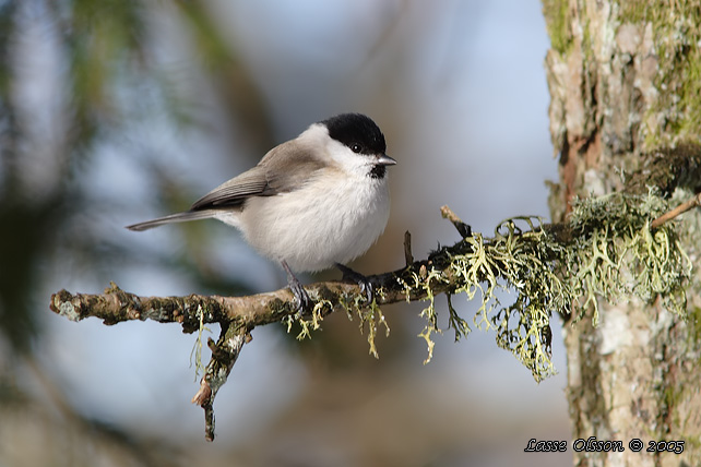 ENTITA / MARSH TIT (Poecile palustris)