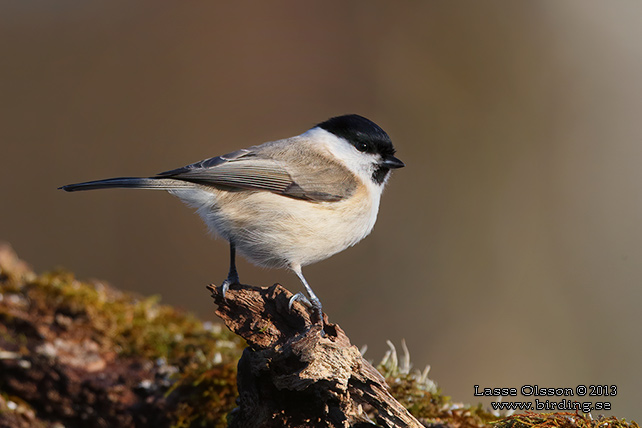 ENTITA / MARSH TIT (Poecile palustris) - stor bild / full size