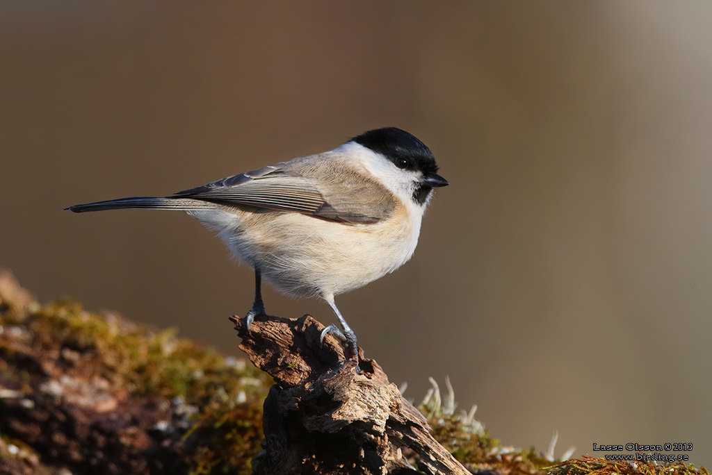 ENTITA / MARSH TIT (Poecile palustris) - Stng / Close