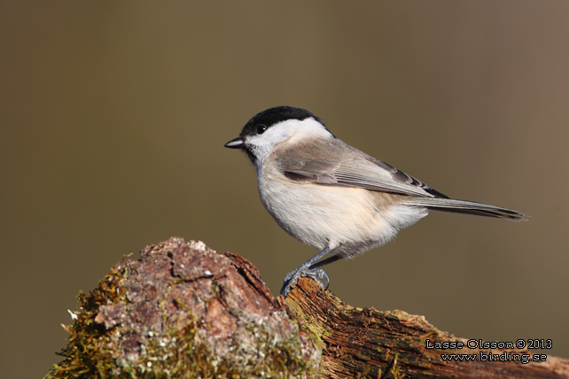 ENTITA / MARSH TIT (Poecile palustris) - stor bild / full size