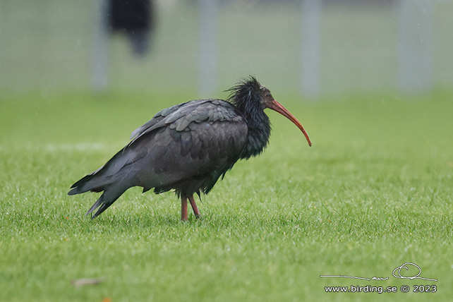 EREMITIBIS / NORTHERN BALD IBIS (Geronticus eremita)