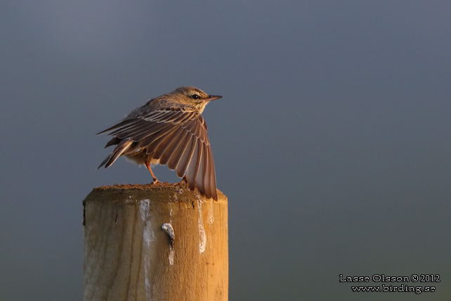 FLTPIPLRKA / TAWNY PIPT (Anthus campestris)