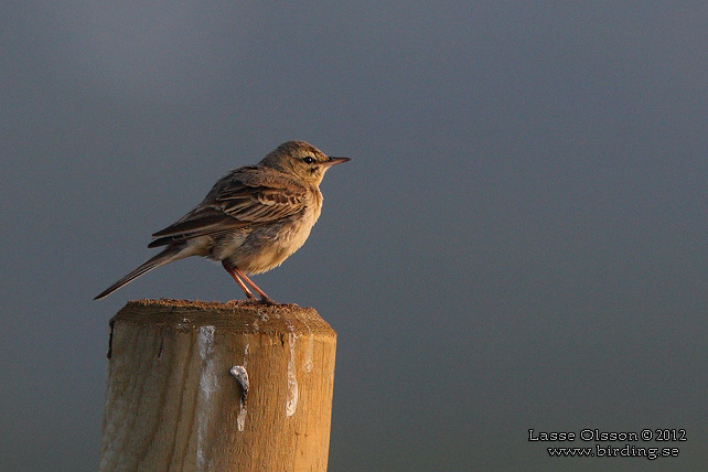 FLTPIPLRKA / TAWNY PIPT (Anthus campestris)