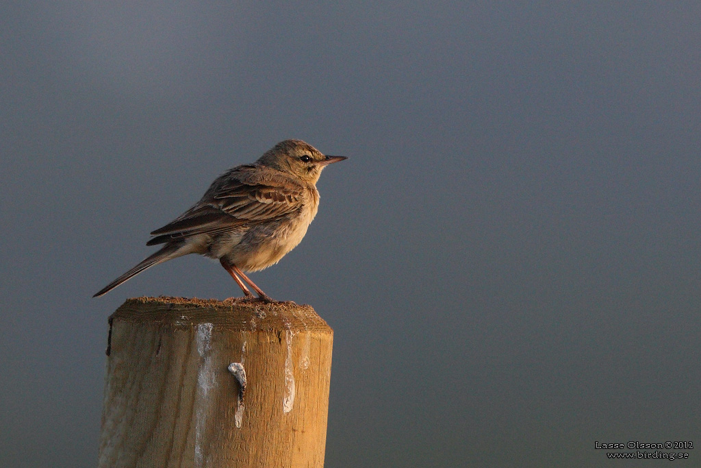 FLTPIPLRKA / TAWNY PIPT (Anthus campestris) - Stng / Close