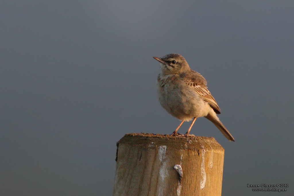 FLTPIPLRKA / TAWNY PIPT (Anthus campestris) - Stng / Close