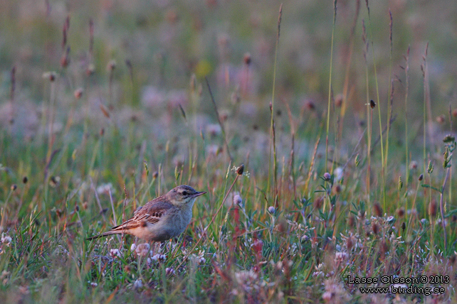 FÄLTPIPLÄRKA / TAWNY PIPT (Anthus campestris)