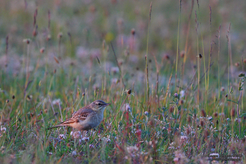 FLTPIPLRKA / TAWNY PIPT (Anthus campestris) - Stng / Close