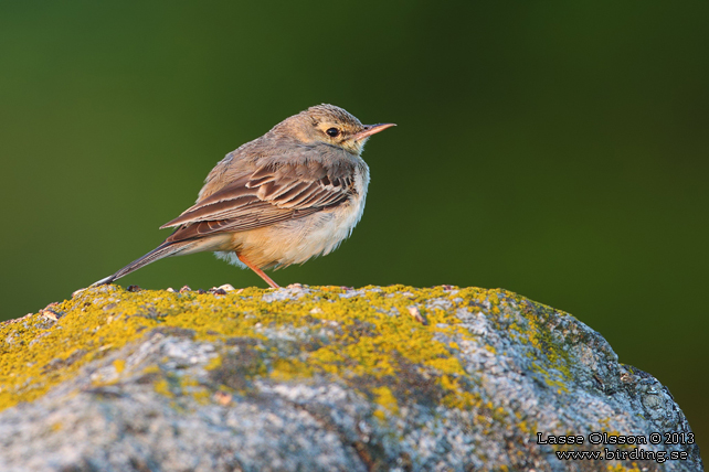 FÄLTPIPLÄRKA / TAWNY PIPT (Anthus campestris)