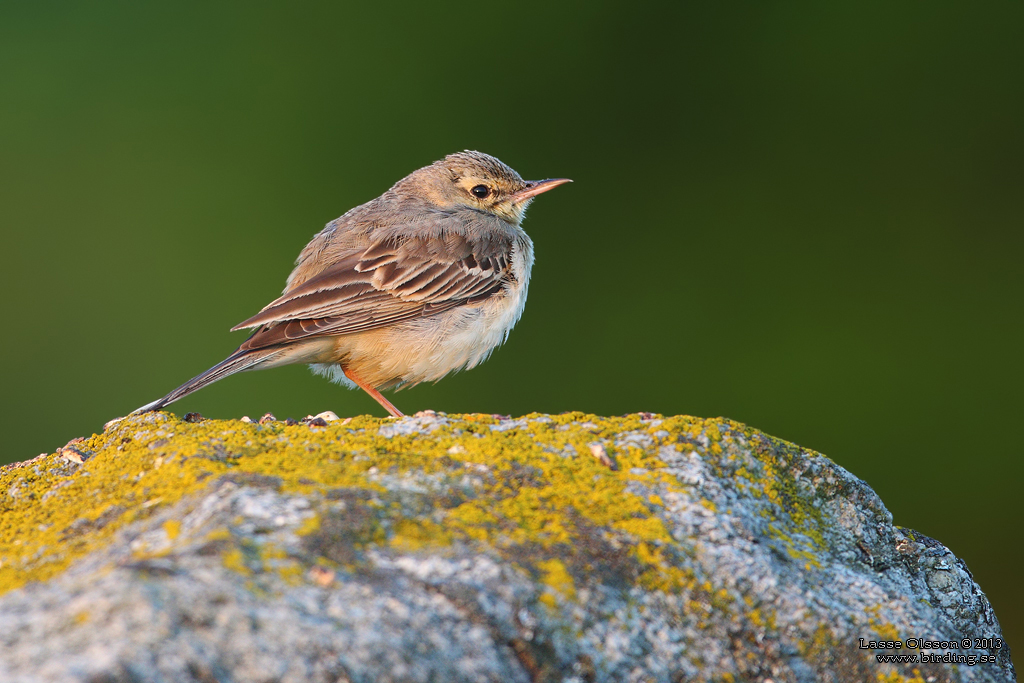 FLTPIPLRKA / TAWNY PIPT (Anthus campestris) - Stng / Close